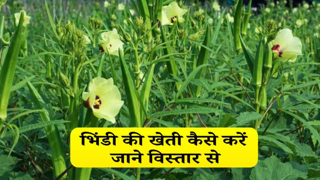 Okra Cultivation, भिंडी की खेती कैसे करें, जाने विस्तार से